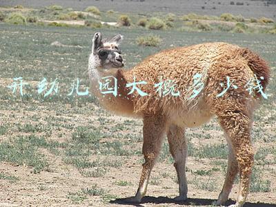 开幼儿园大概多少钱