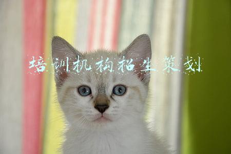 培训机构招生策划