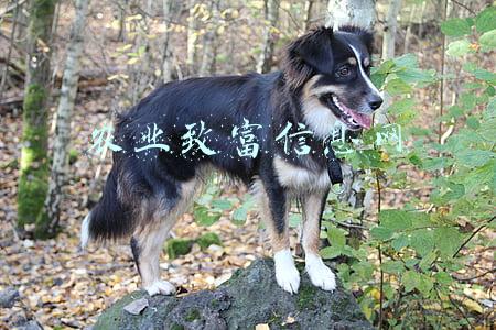 农经网致富经(1800万只竹鼠被判死缓：10万养殖户的生计和20亿元生意)