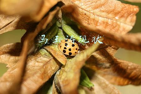 马玉涛现状2018年照片(84岁歌唱家马玉涛“被死亡”，女儿发声辟谣：妈妈身体近况非常健康)
