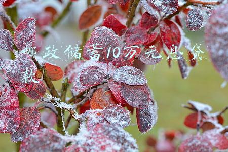 邮政储蓄10万无息贷款