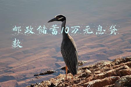 邮政储蓄10万无息贷款
