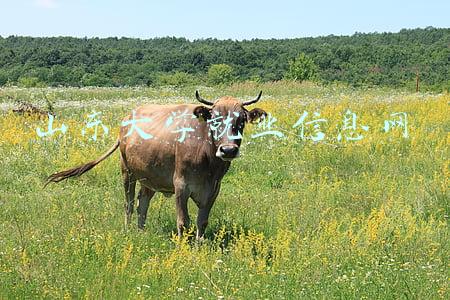 山东大学就业信息网官网登录(1.5万个实习岗位抢2021届山东高校大学生，实习越早offer越好)