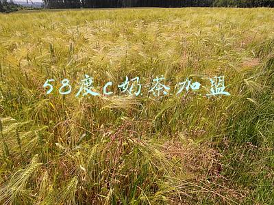 58度c奶茶加盟费(新茶饮困局：喜茶裁员自救奈雪的茶一年亏1亿多，市值蒸发两百亿)