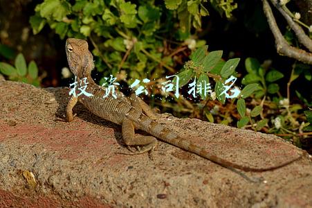 投资公司排名前十(中国平安、贵州茅台领衔——A股投资价值10强公司)