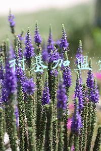 乡村基加盟费