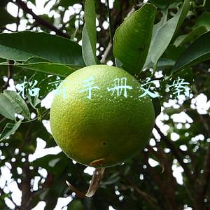 招商手册文案模板(《招商手册》模板)