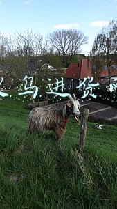 义乌进货网官网(春联也国潮，义乌卖到爆)