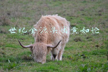 世纪金源集团黄如论