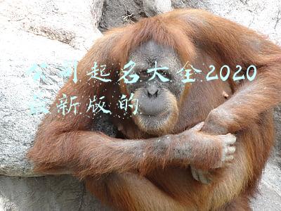 公司起名大全2020最新版的三个字(2021中国新生儿爆款名字出炉！)