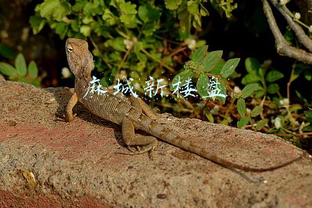 湖北麻城新楼盘(县城“限高令”发布后，红安、麻城还能建18层以上楼盘吗？)