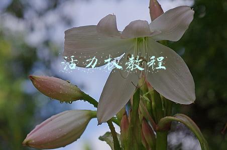 活力板教程