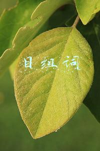 目组词成语(部编版一年级语文（上）识字表生字组词带拼音)