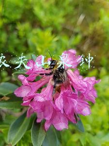 农夫山泉钟睒睒