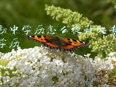 初中学历怎么提升大专学历要多久(初中学历怎么提升大专学历-你不知道的通道)