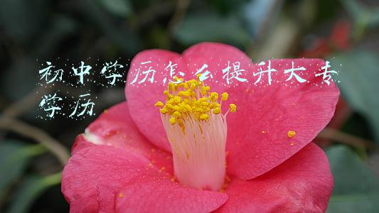 初中学历怎么提升大专学历
