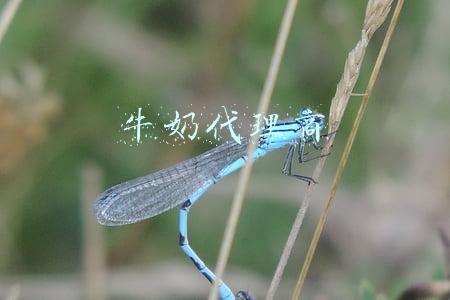 牛奶代理商