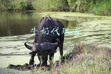 牛奶代理商
