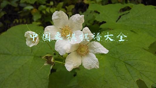中国象棋棋谱大全