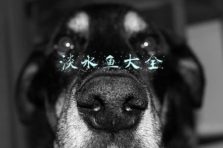黑龙江淡水鱼大全(黑龙江——除了极光，淡水鱼产量也是中国第一)