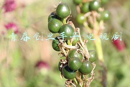 青春创业手册电视剧在线观看(网剧《青春创业手册》圆满收官，诚意干货剧点燃创业激情)