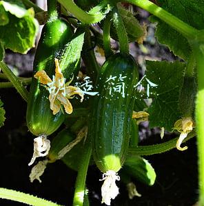 胡适简介