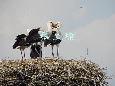 张生瑜轩(2019年最适合年轻人创业的有哪些好项目？)