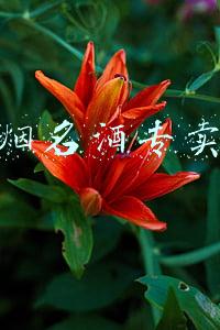 名烟名酒专卖店