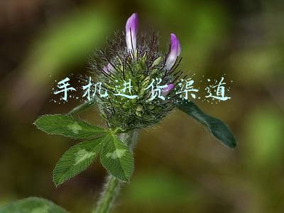 手机进货渠道