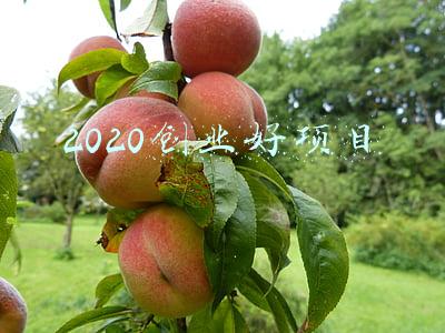 2020创业好项目