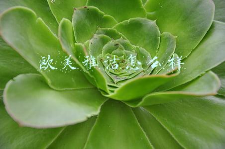 欧美雅洁怎么样