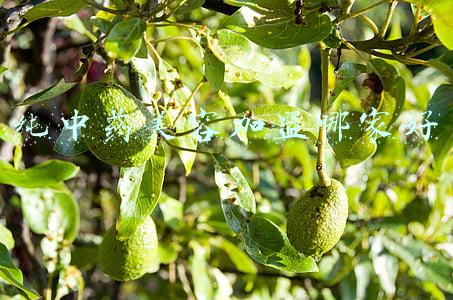 纯中药面膜加盟(中药面膜加盟多少钱？中药面膜配方 中药面膜有副作用吗？)