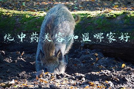 纯中药减肥茶(减肥一时爽，反弹泪两行！一杯茶，帮助你健康瘦身)