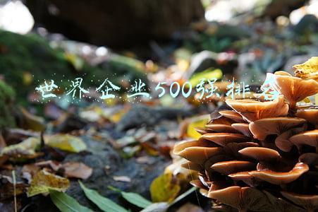世界企业500强排名