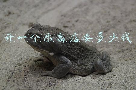 开一个乐高店要多少钱（开个乐高店需要多少钱）