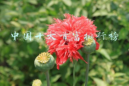中国十大首富排行榜