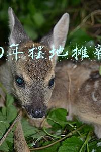 2020年摆地摊新规定广东河源(地摊经济火了！想在河源摆地摊？官方回应来了)