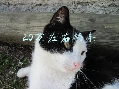 20万左右轿车
