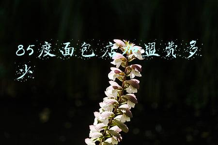 85度c蛋糕店加盟费电话是多少 85度c蛋糕店加盟费多少钱