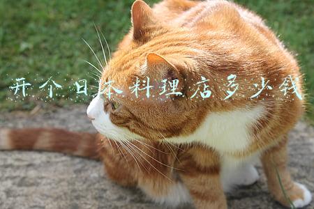 加盟日本料理大概需要多少钱：加盟一家日式料理要多少钱
