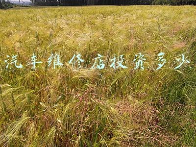 汽车维修保养店(汽车维修保养店赚钱吗)