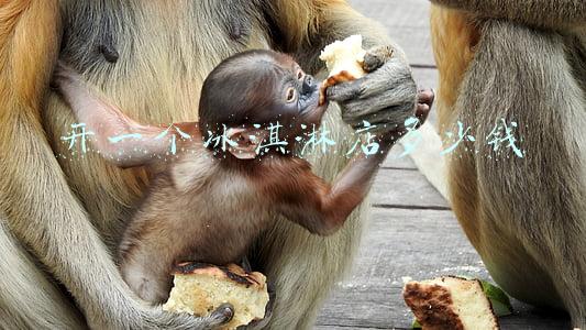 开一个冰淇淋店多少钱 开一个冰淇淋店多少钱