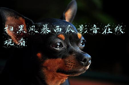 扫黑风暴西瓜影音在线观看25(扫黑风暴第25集剧情预告--扫黑风暴)