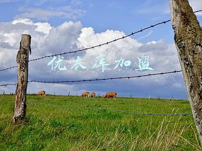 优衣库加盟官网(优衣库的线上危机)