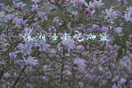 湘菜的加盟连锁店(百家品牌竞“湘”逐鹿 四大榜单投票通道开启)