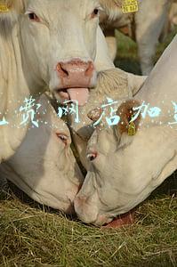 正规网店加盟排行(寿司十大加盟排行榜，黑眼熊成七月魁首)