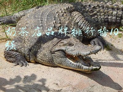 奶茶店排名前十品牌(2021年度大盘点：茶饮行业十大爆款饮品)