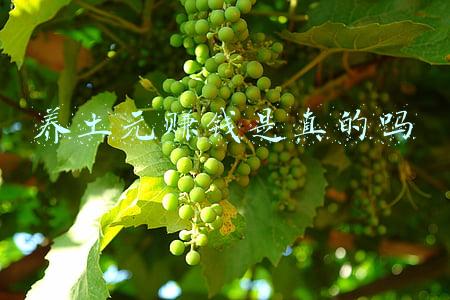 养殖土元的前景如何(2019年土元养殖前景如何？大家为什么都喜欢养殖土元？)