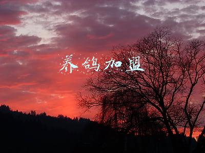 养鸽加盟