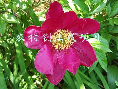 农村创业找项目办小厂(目前在农村办一个什么小厂比较好？这几个都不错，推荐考察)